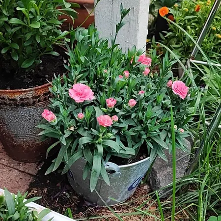 Cozy Dobbel With Sauna & Balcon *