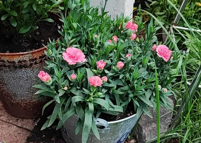 Cozy Dobbel With Sauna & Balcon *